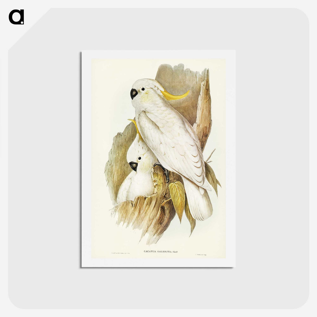 1-54_John-Gould_hagaki