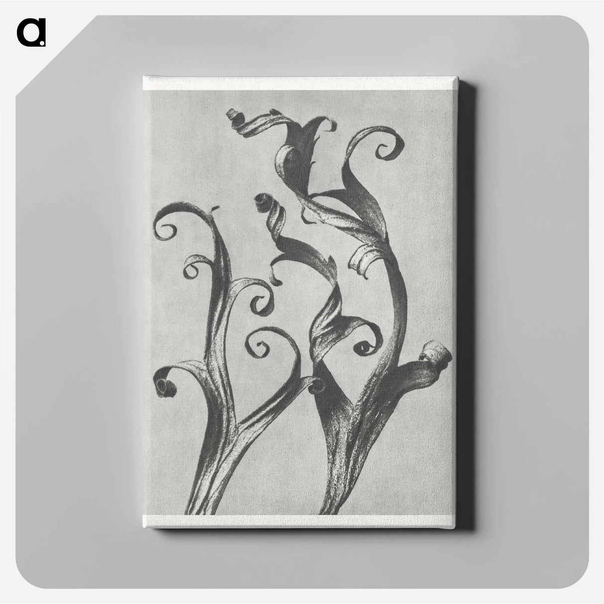 Delphinium - カール ブロスフェルト Canvas.