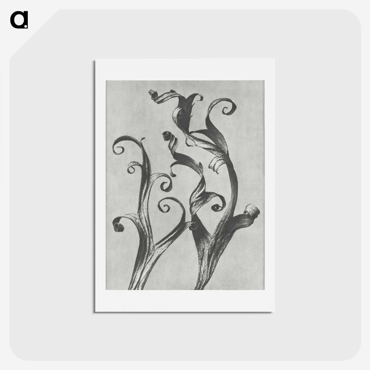 1-54_Karl-Blossfeldt_hagaki