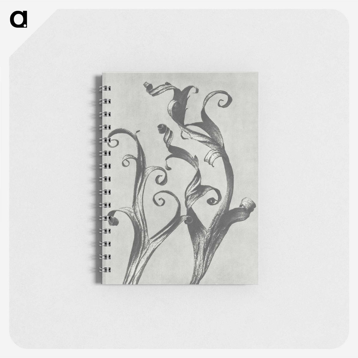 1-54_Karl-Blossfeldt_memo