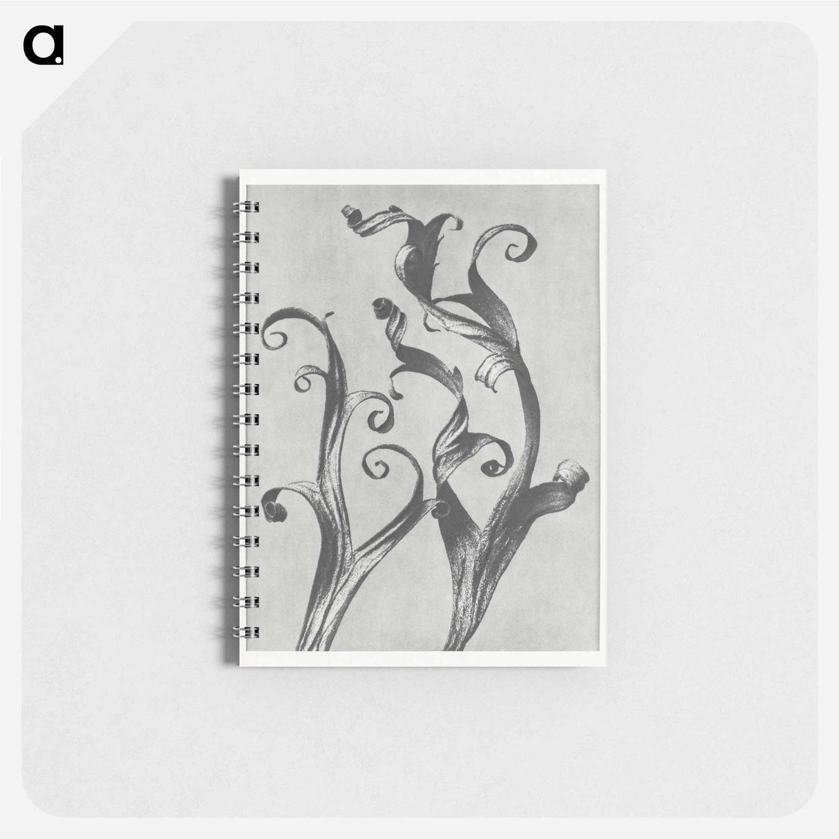 Delphinium - カール ブロスフェルト Memo.