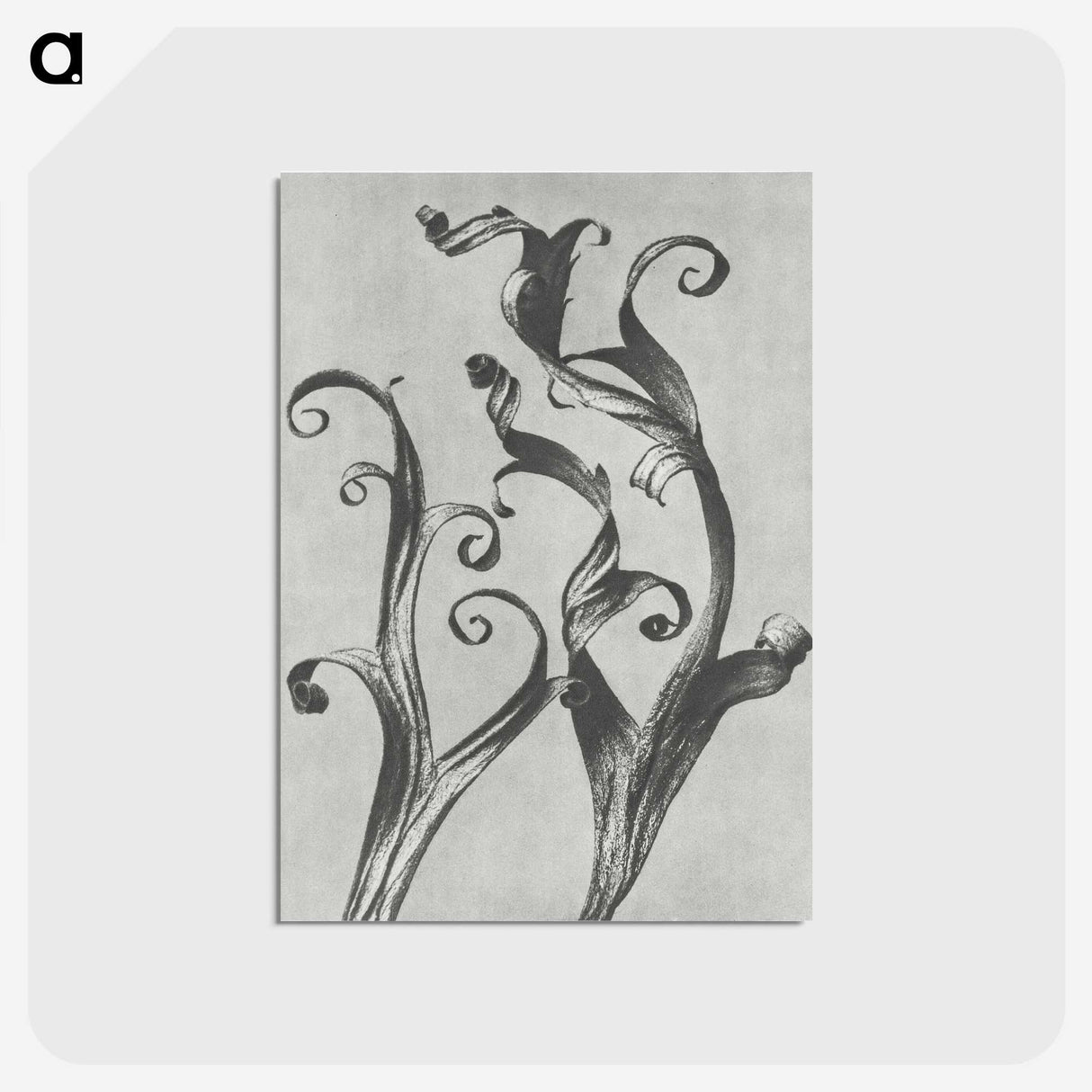 1-54_Karl-Blossfeldt_postcard