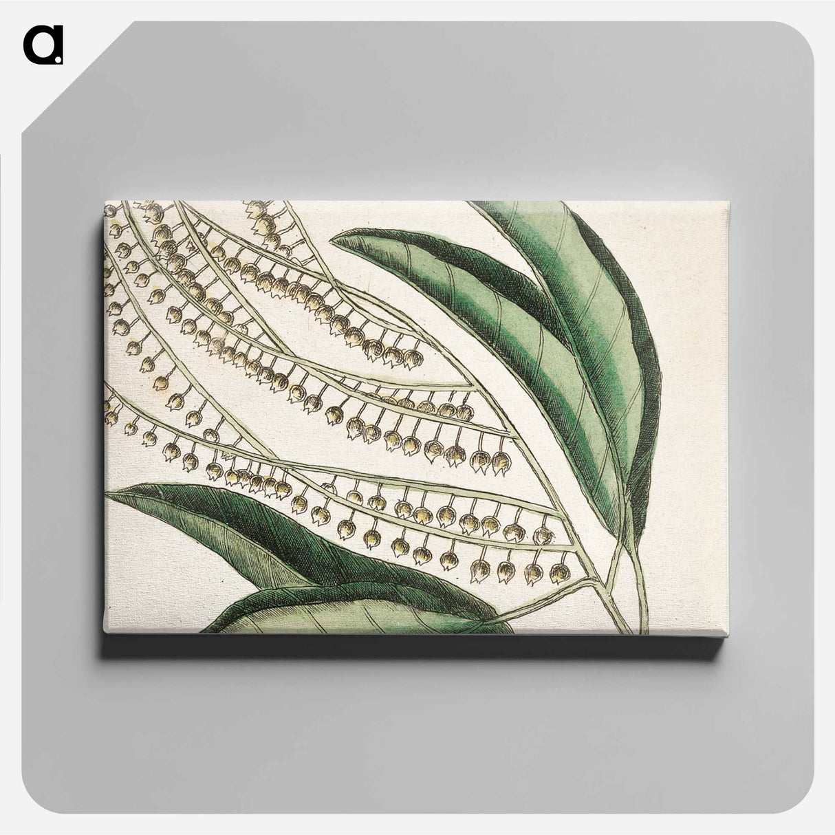アートパネル-Sorrel Tree, Acacia, and Candle-berry Myrtle
- マーク ケイツビー Canvas.