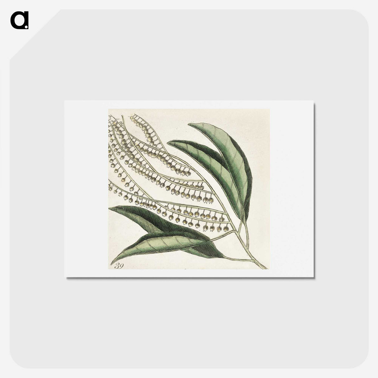 1-54_Mark-Catesby_hagaki