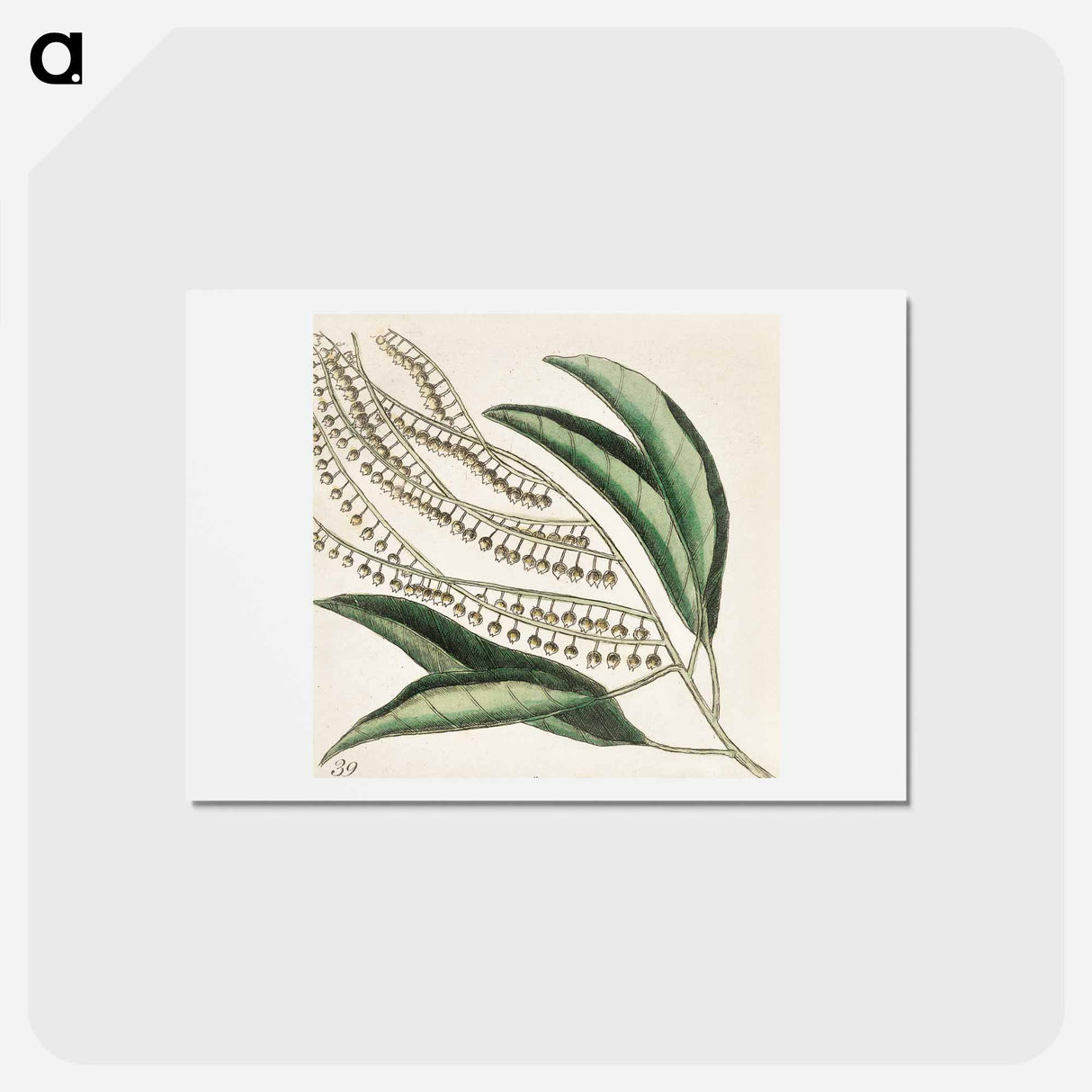 アートポストカード-Sorrel Tree, Acacia, and Candle-berry Myrtle
- マーク ケイツビー Postcard.