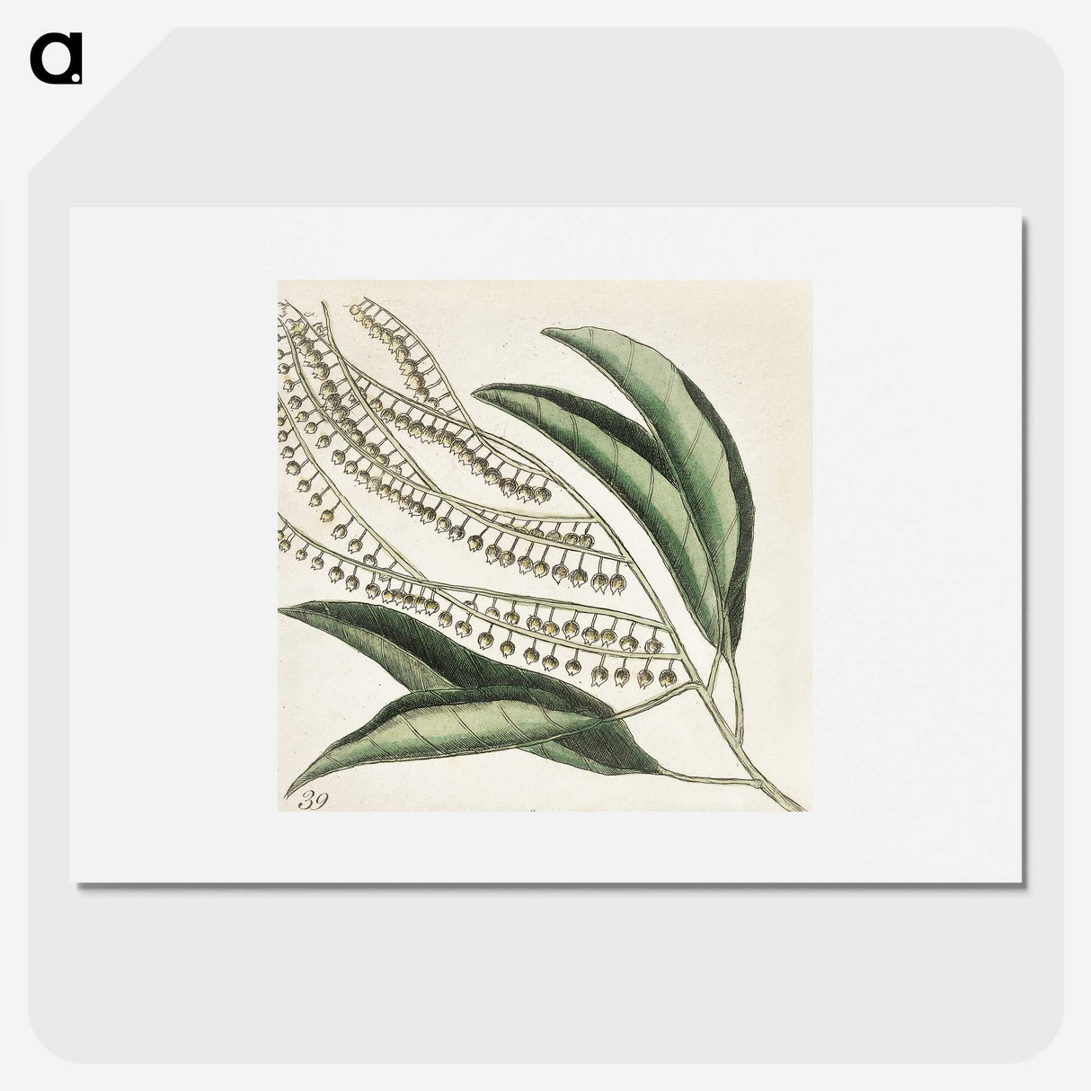 1-54_Mark-Catesby_picture