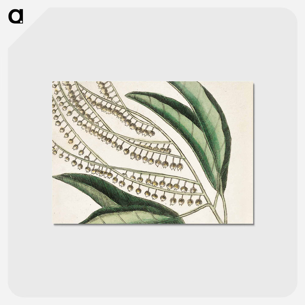 アートポストカード-Sorrel Tree, Acacia, and Candle-berry Myrtle
- マーク ケイツビー Postcard.