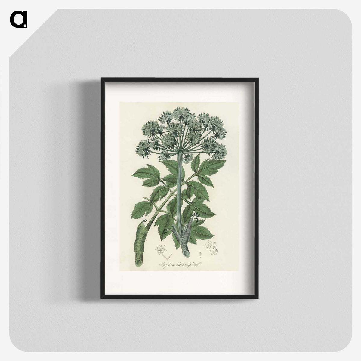 1-54_Medical-Botany_blk