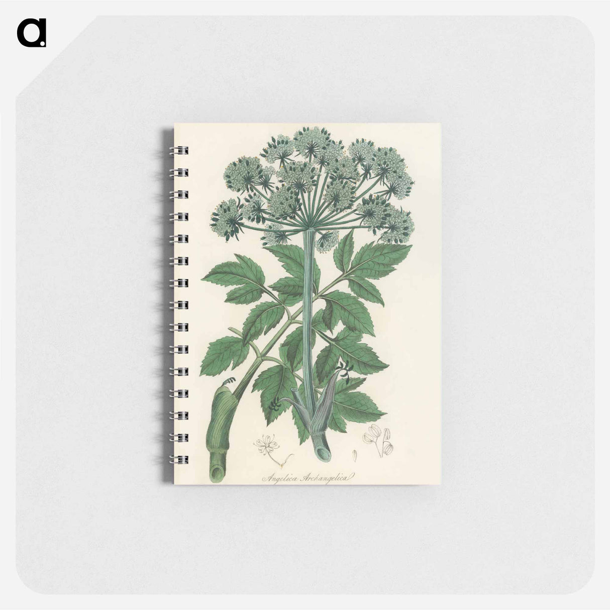 アートメモ帳-Angelica
- 薬用植物学 Memo.