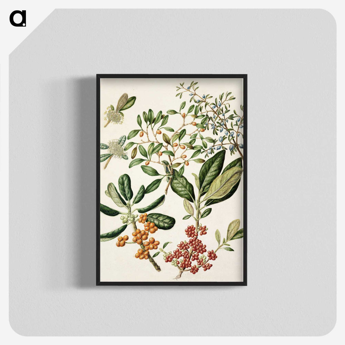 1-54_Native-Flowering-Plants-of-New-Zealand_blk-crop