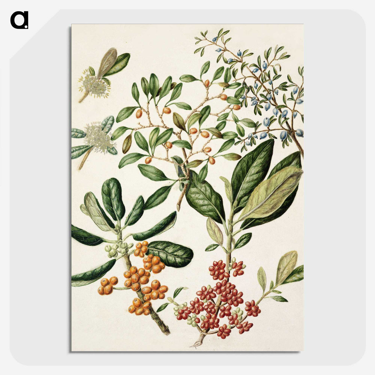1-54_Native-Flowering-Plants-of-New-Zealand_picture-crop