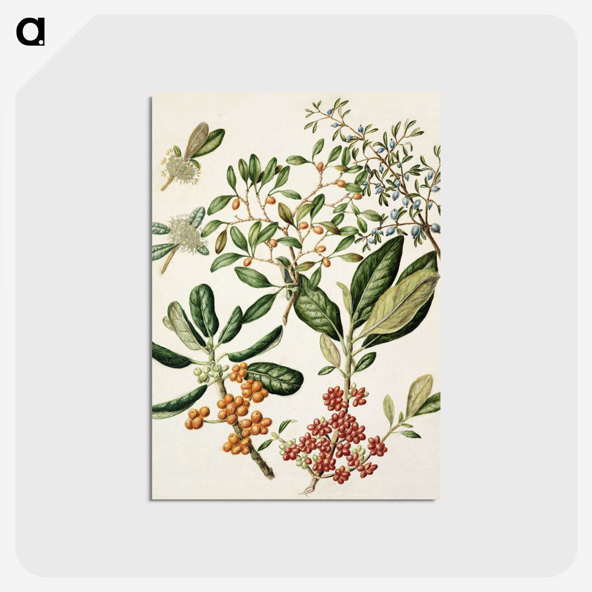 1-54_Native-Flowering-Plants-of-New-Zealand_postcard