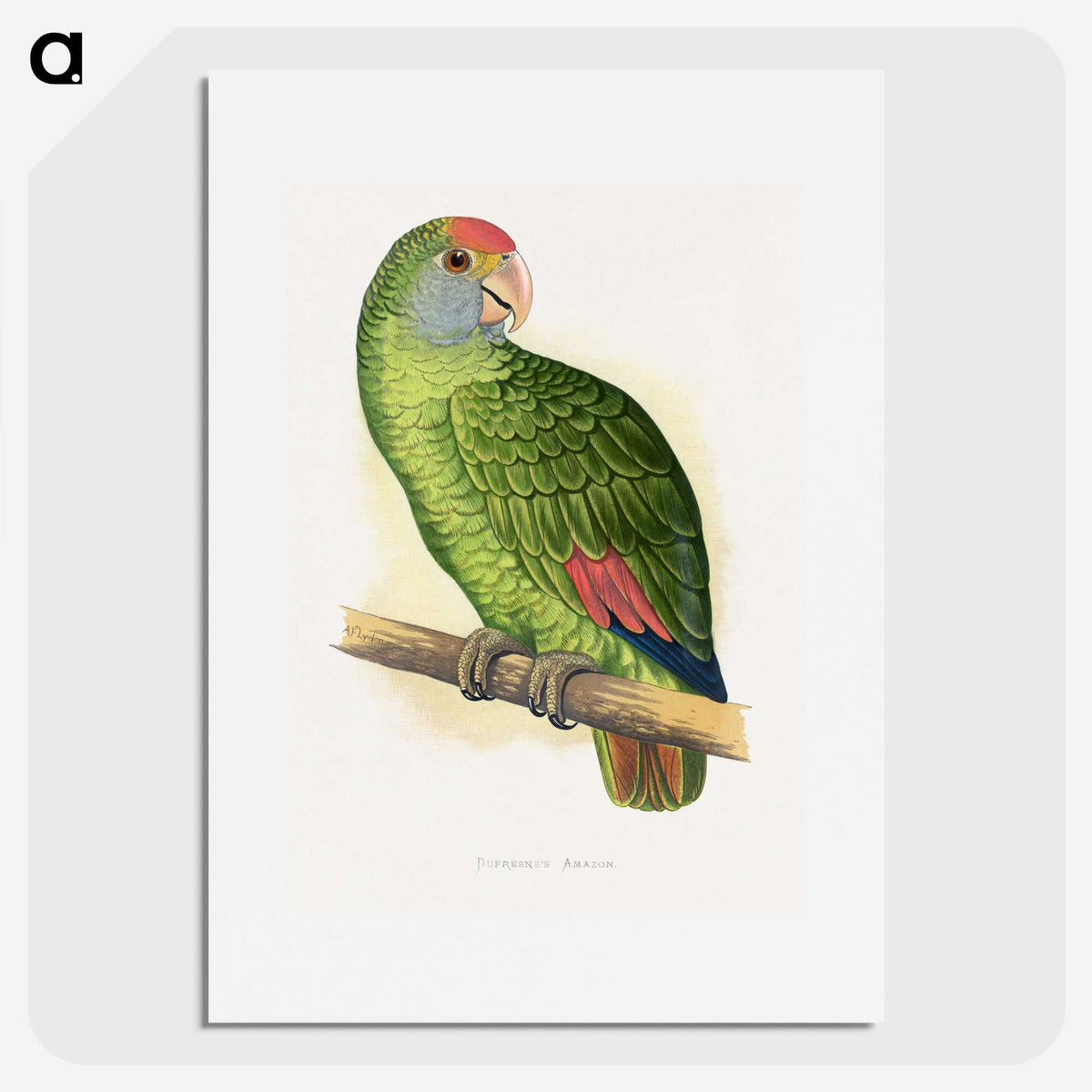 1-54_Parrots-in-Captivity_picture