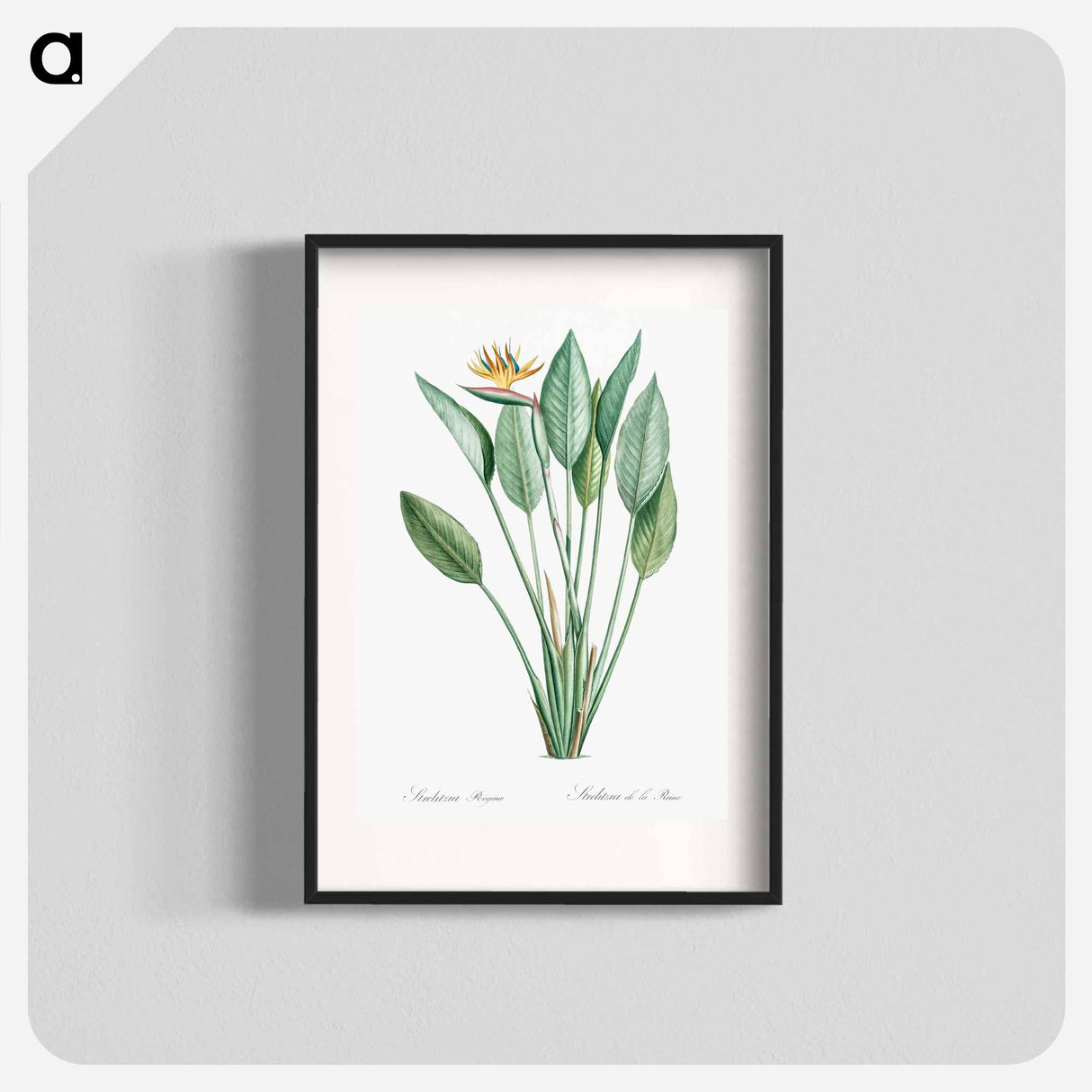 Bird of paradise illustration - Pierre Joseph Redouté Poster.