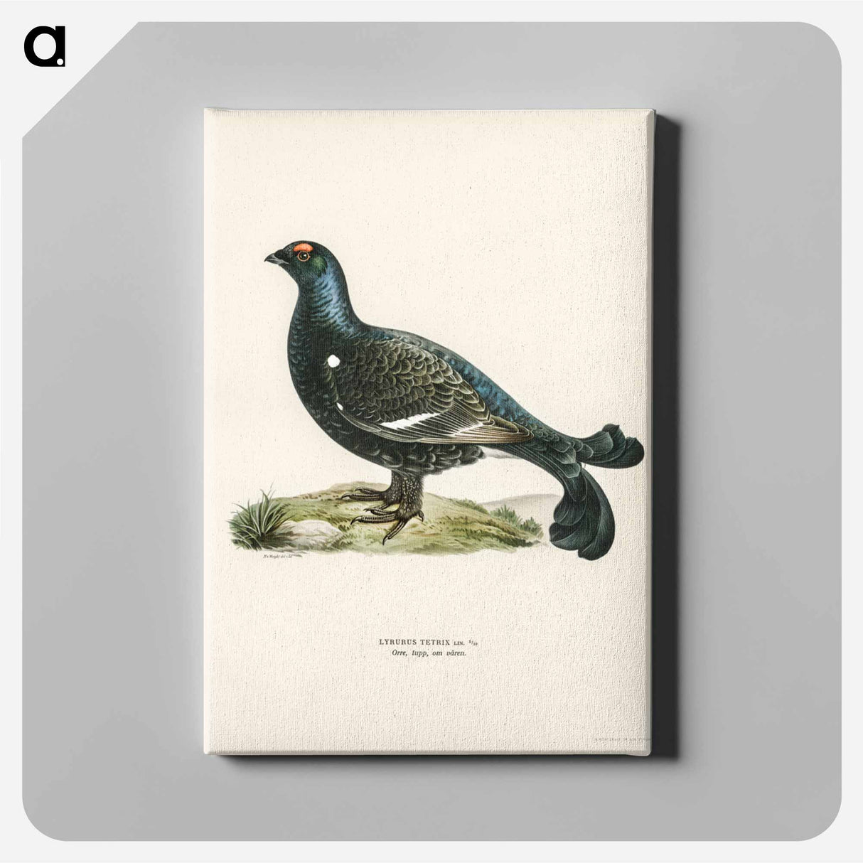 アートパネル-Black Grouse
- スヴェンスカ フォグラル Canvas.