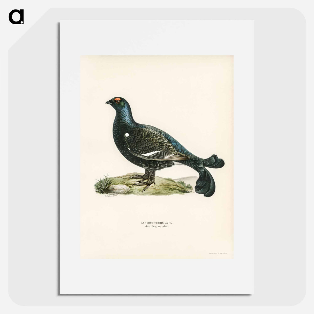 アートポスター-Black Grouse
- スヴェンスカ フォグラル Poster.
