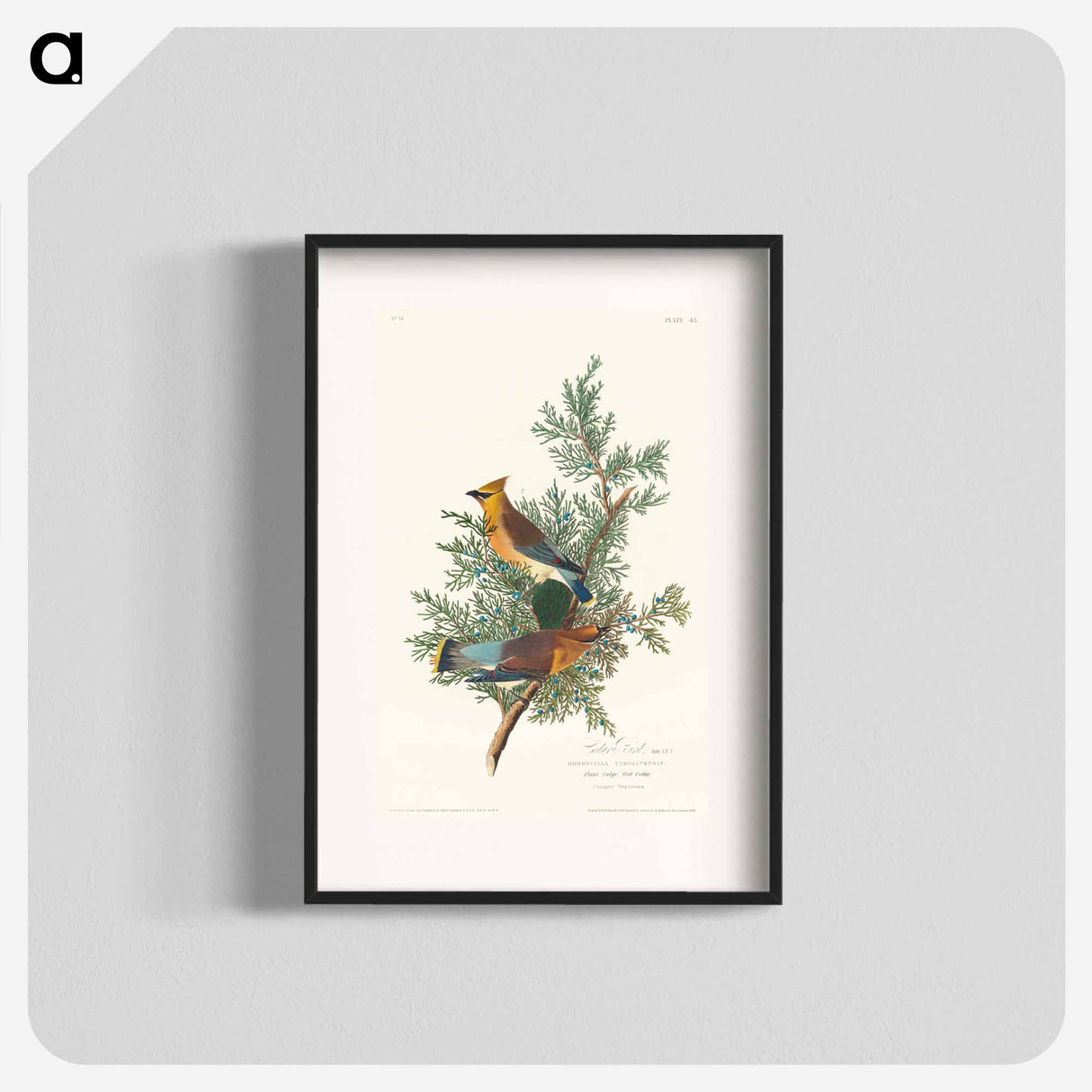 アートポスター-Cedar Bird from Birds of America
- アメリカの鳥たち Poster.