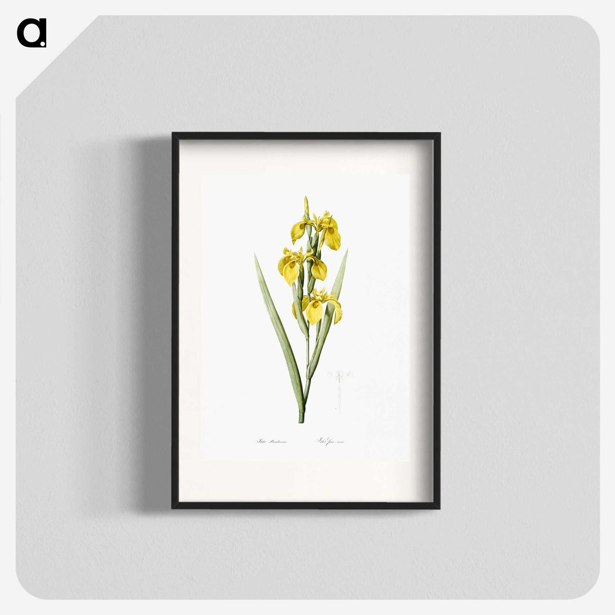 1-54_The-Lilies_blk