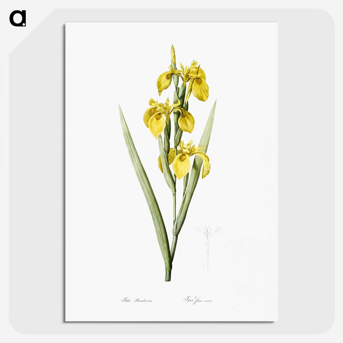 1-54_The-Lilies_picture-crop