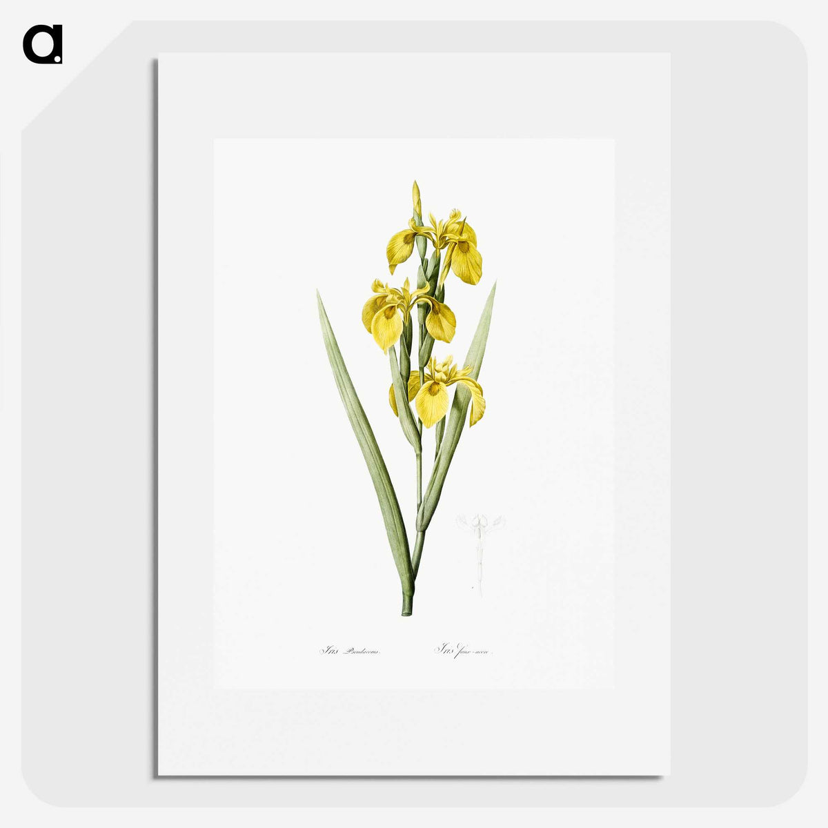 1-54_The-Lilies_picture