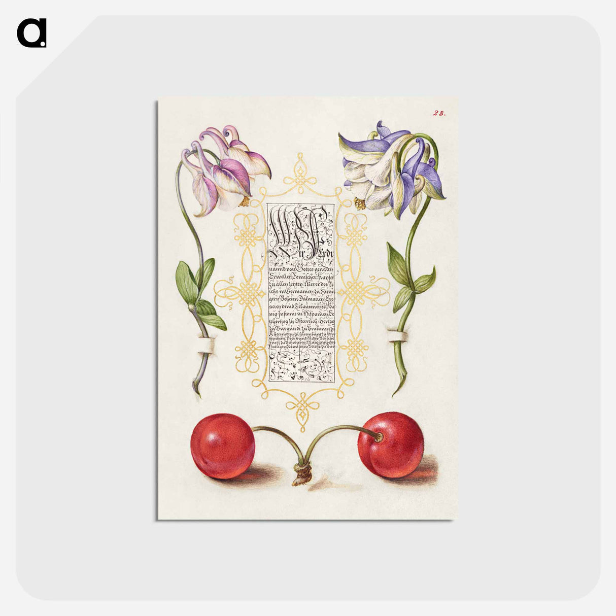 アートポストカード-European Columbines and Sweet Cherry from Mira Calligraphiae Monumenta
- 書道のお手本 Postcard.