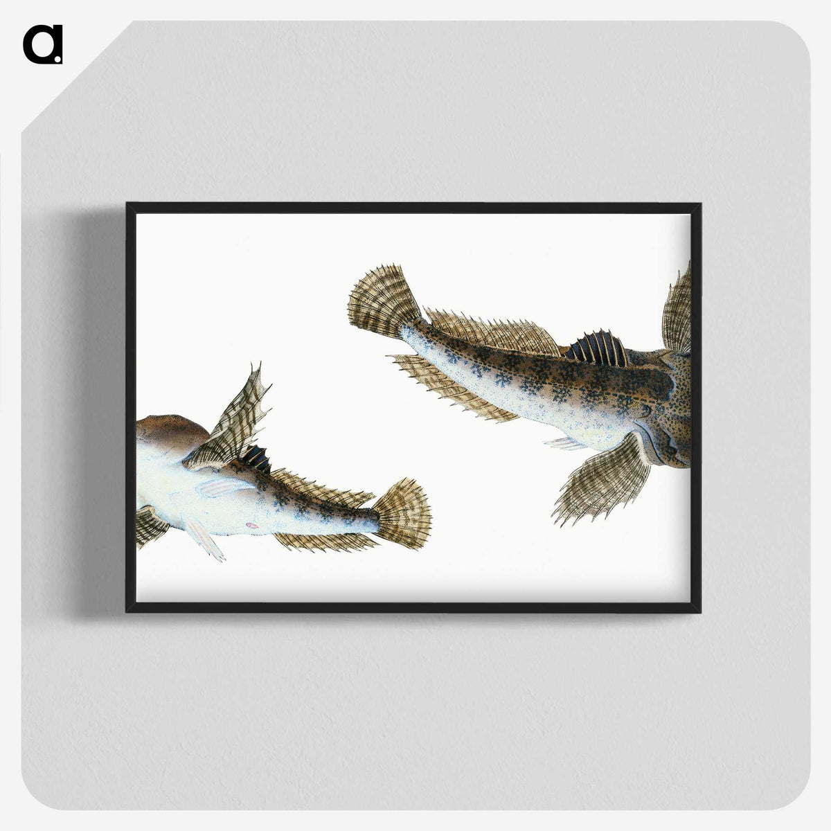 1-54_The-Natural-History-of-British-Fishes_blk-crop