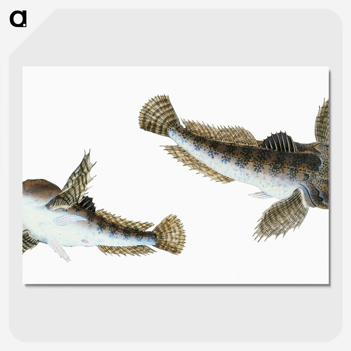 1-54_The-Natural-History-of-British-Fishes_picture-crop