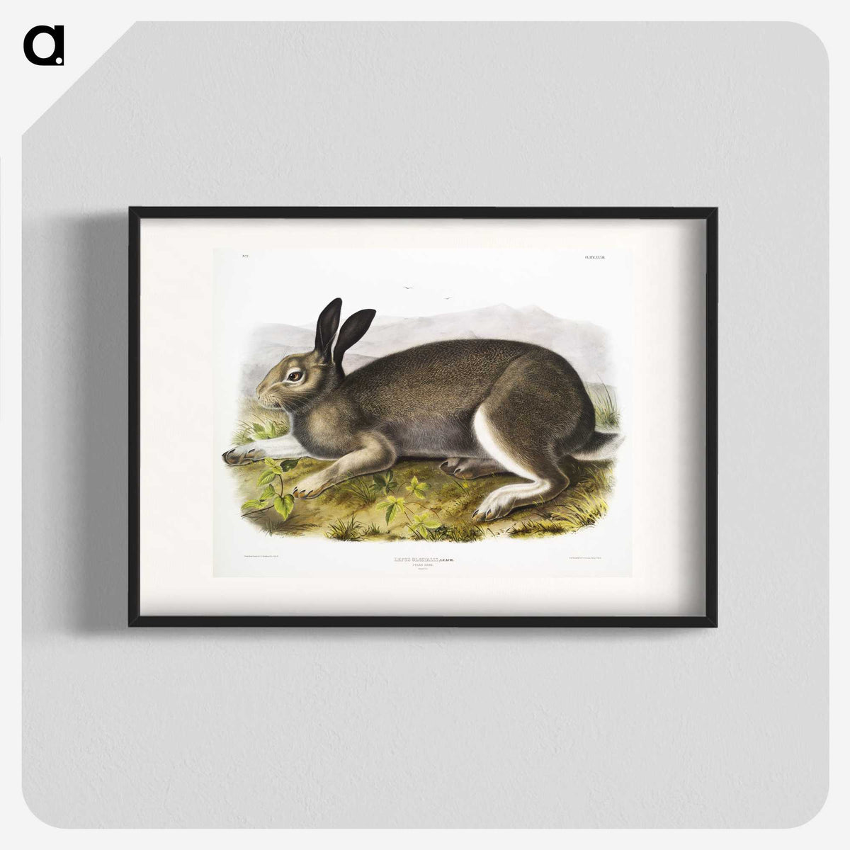 1-54_The-Viviparous-Quadrupeds_blk