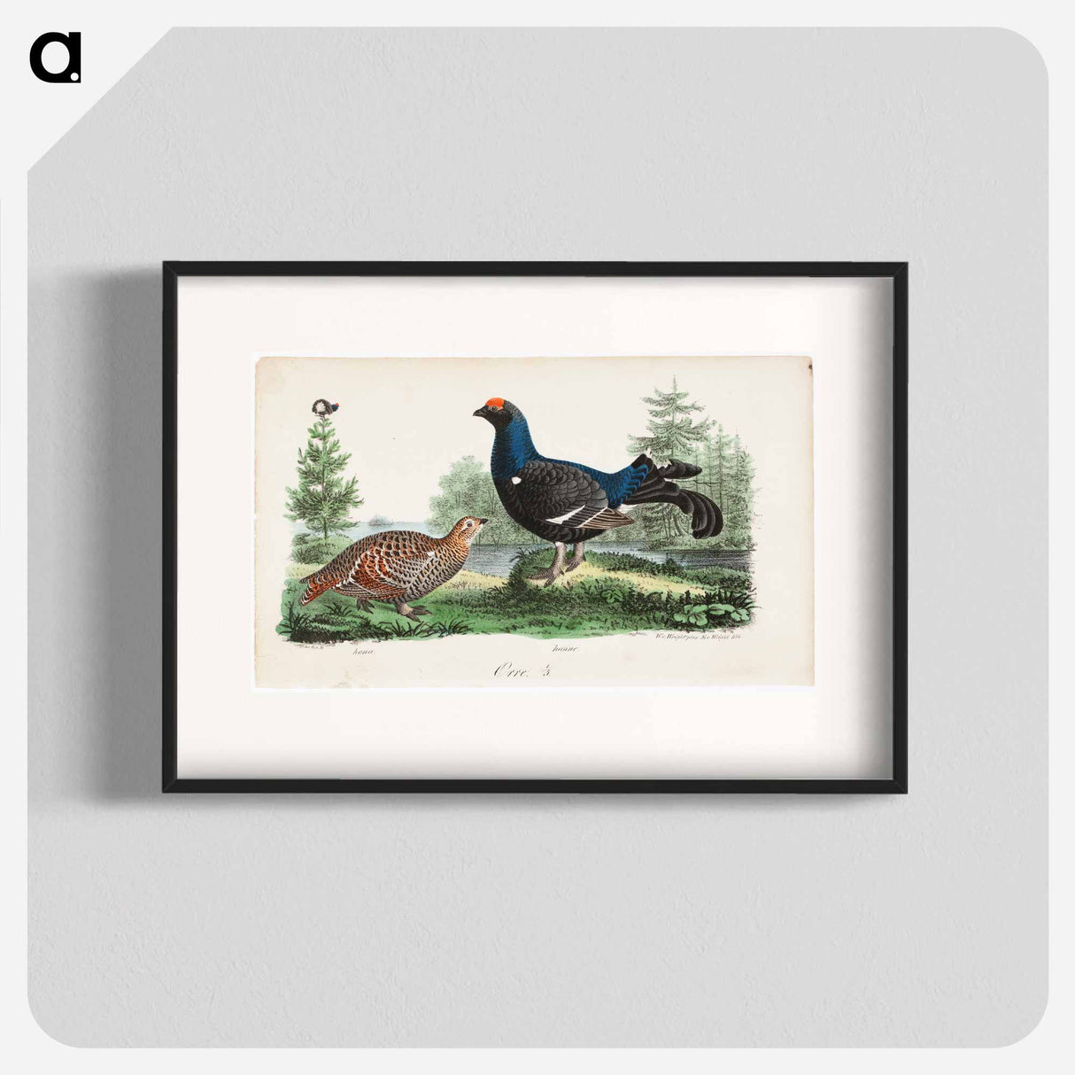 アートポスター-Black grouse, male and female. - ヴィルヘルム フォン ライト Poster.