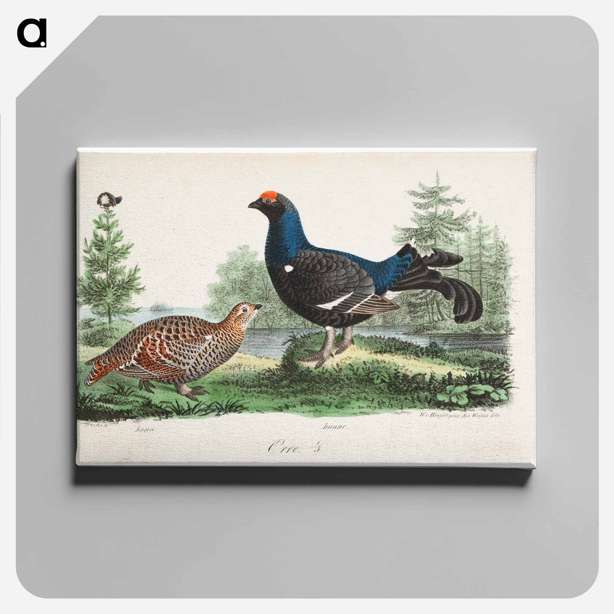 アートパネル-Black grouse, male and female. - ヴィルヘルム フォン ライト Canvas.