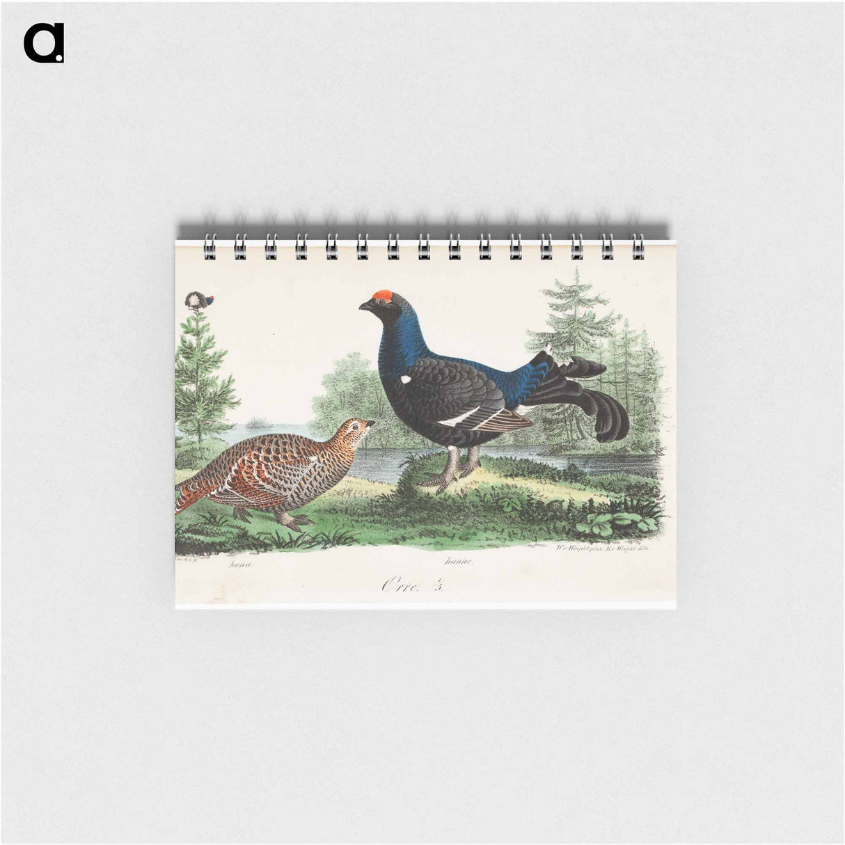 アートメモ帳-Black grouse, male and female. - ヴィルヘルム フォン ライト Memo.