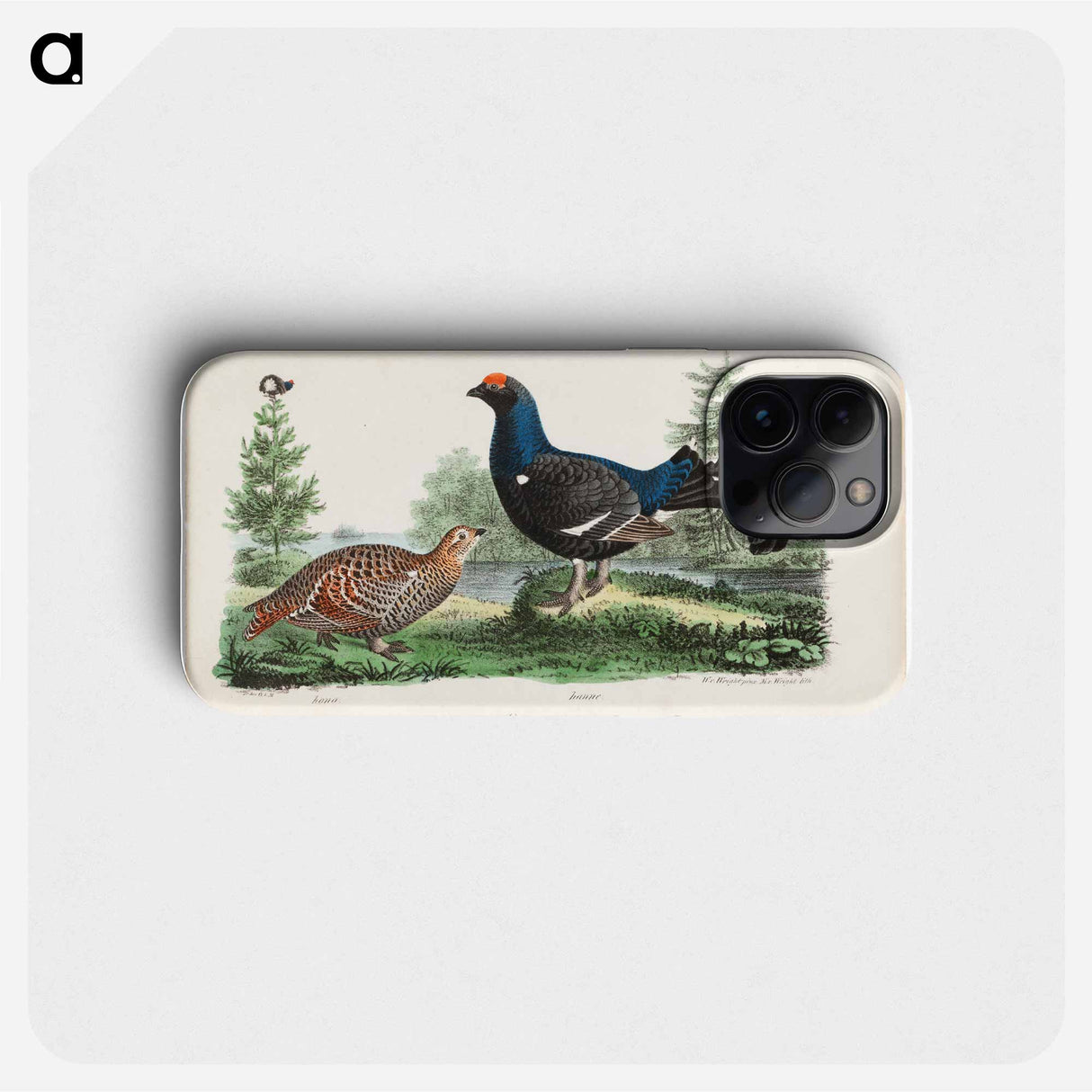 Black grouse, male and female. - Wilhelm von Wright Phone Case.