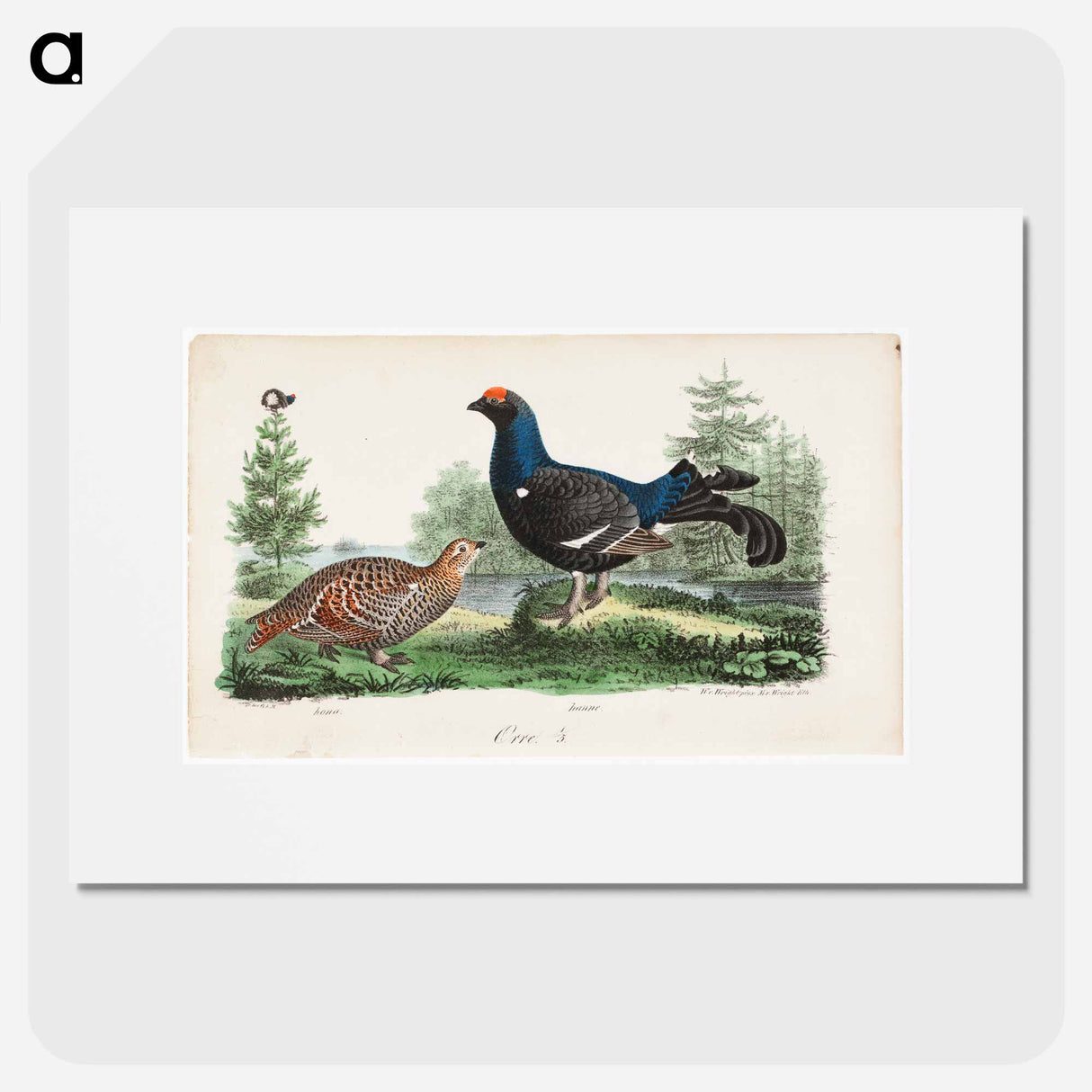 アートポスター-Black grouse, male and female. - ヴィルヘルム フォン ライト Poster.