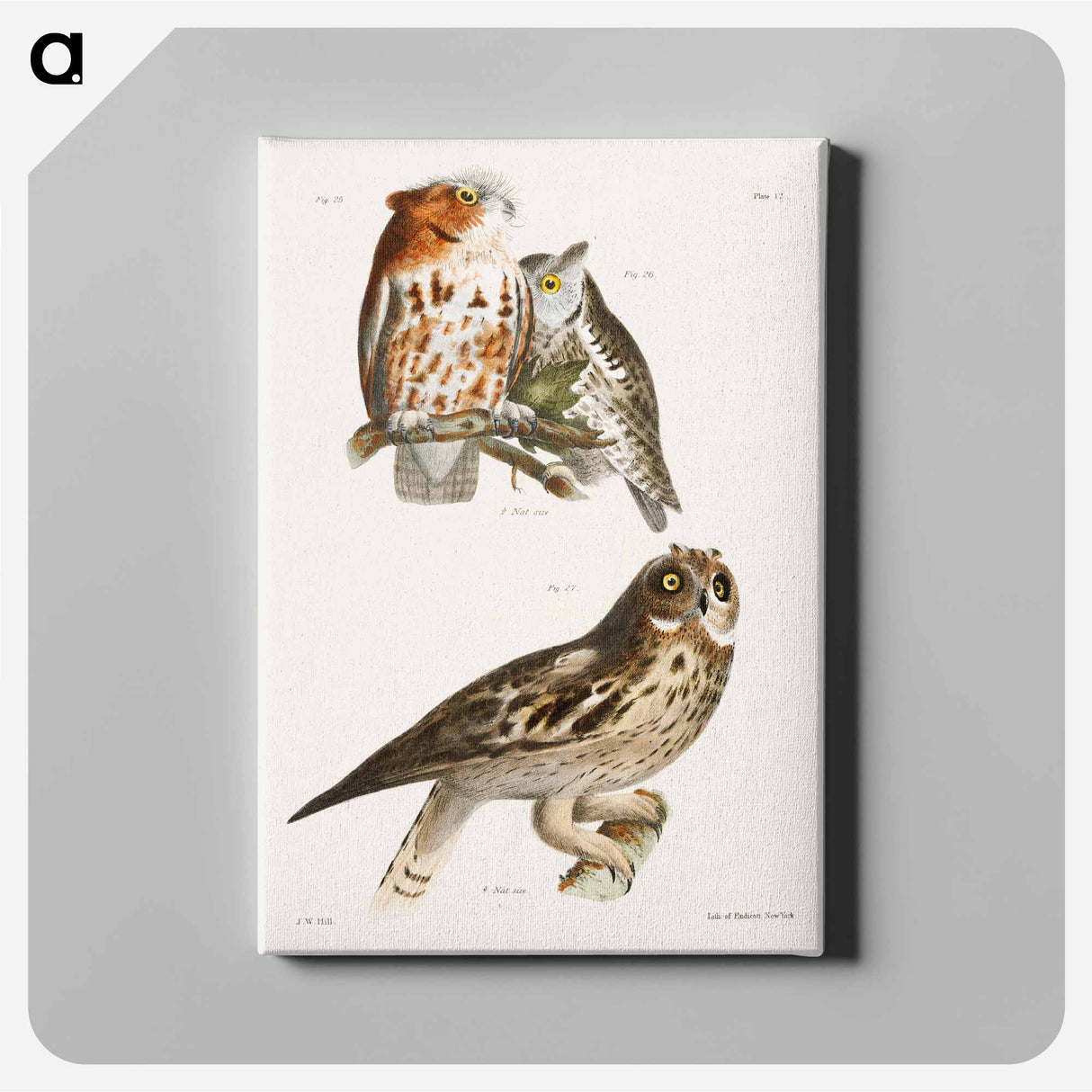 The Little Screech Owl (Bubo asio) - ニューヨークの動物学 Canvas.