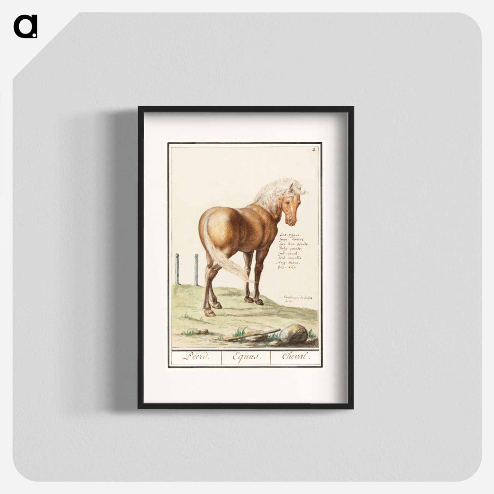 Horse - アンセルムス ボエティウス デ ブート Poster.