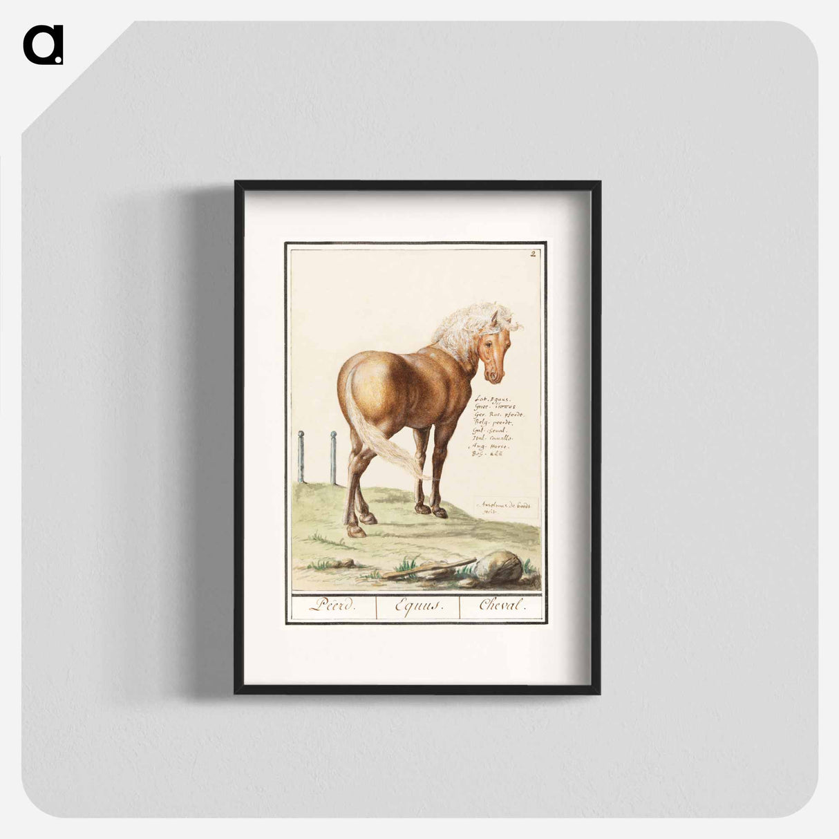 Horse - アンセルムス ボエティウス デ ブート Poster.
