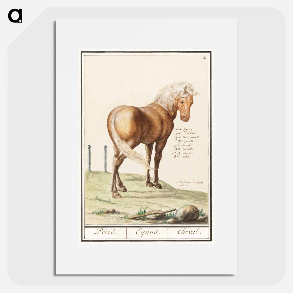 Horse - アンセルムス ボエティウス デ ブート Poster.