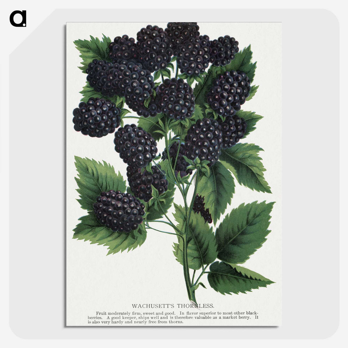 1-55_Botanical-Specimen-Plates_picture-crop
