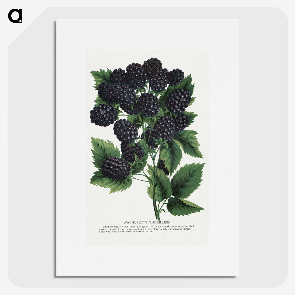 1-55_Botanical-Specimen-Plates_picture
