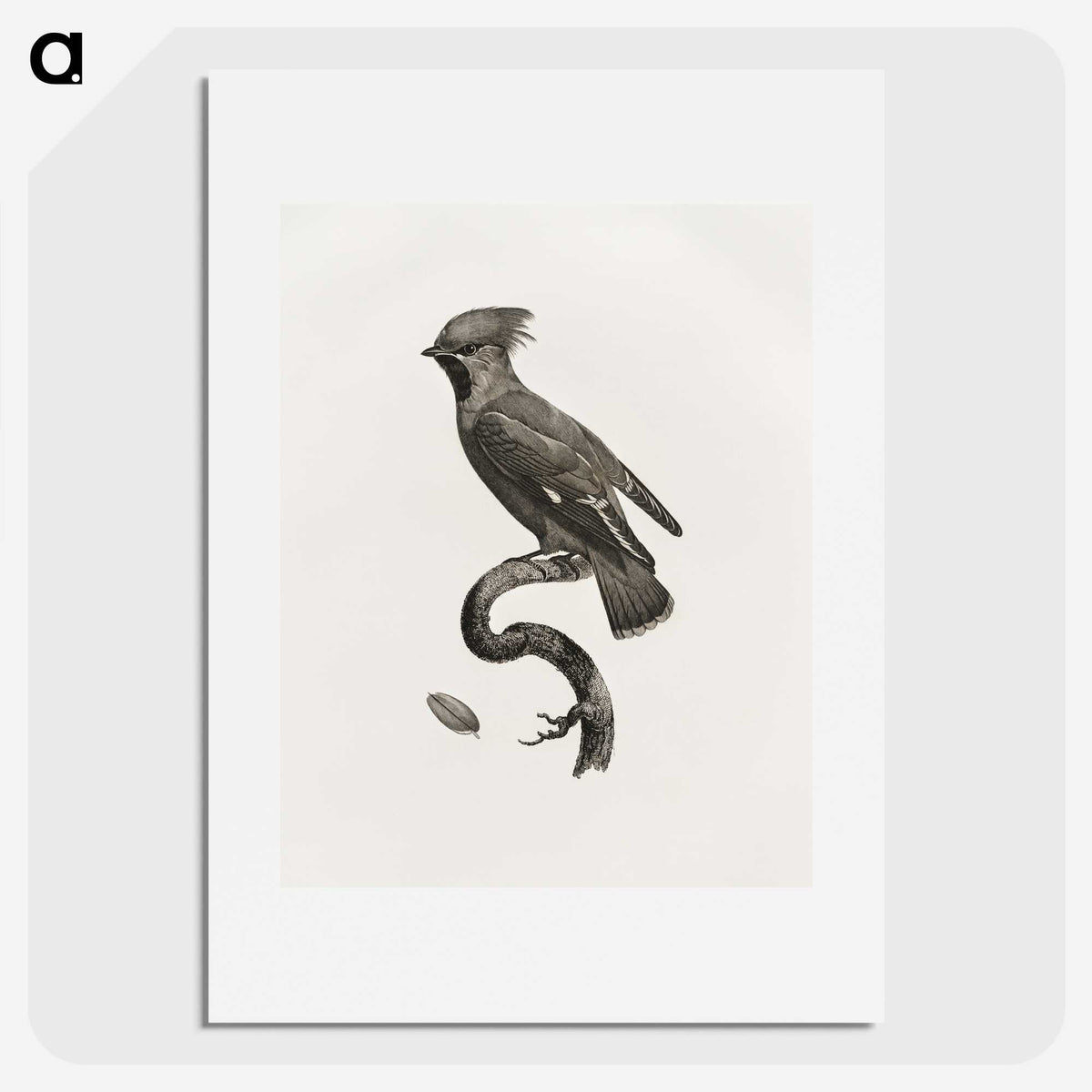 1-55_Des-Oiseaux-de-Paradis_picture