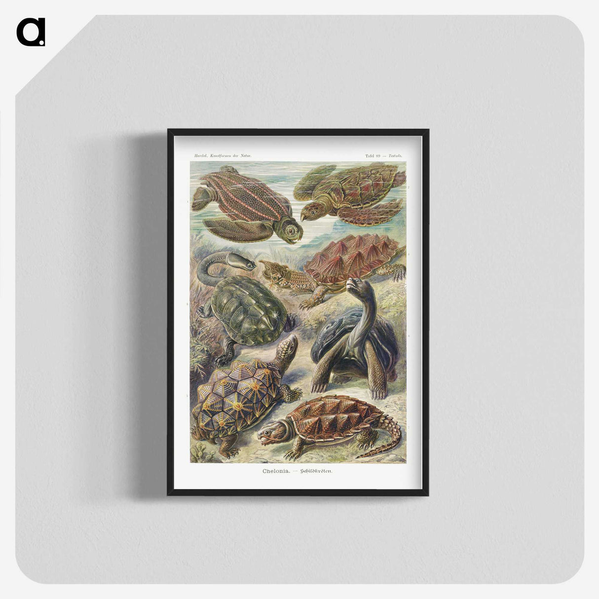 1-55_Ernst-Haeckel_blk-crop