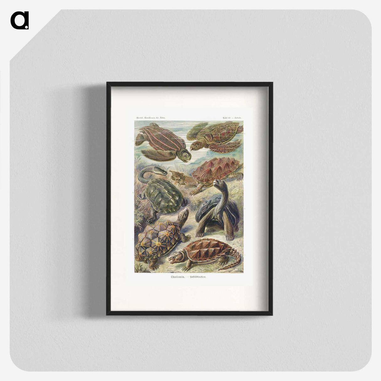 1-55_Ernst-Haeckel_blk