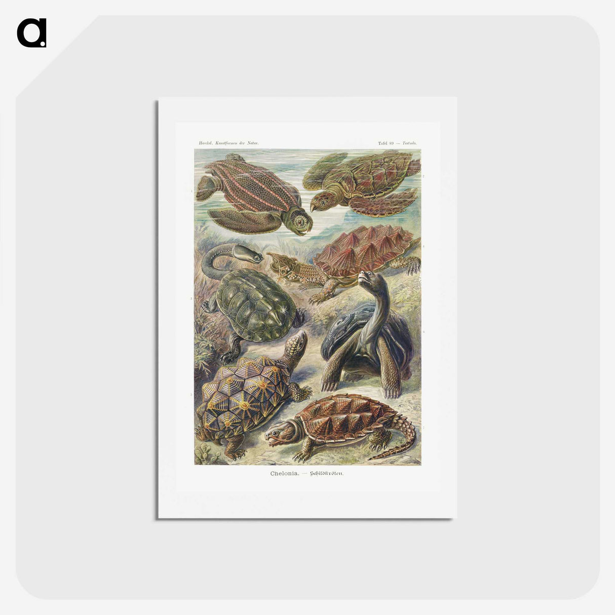 1-55_Ernst-Haeckel_hagaki