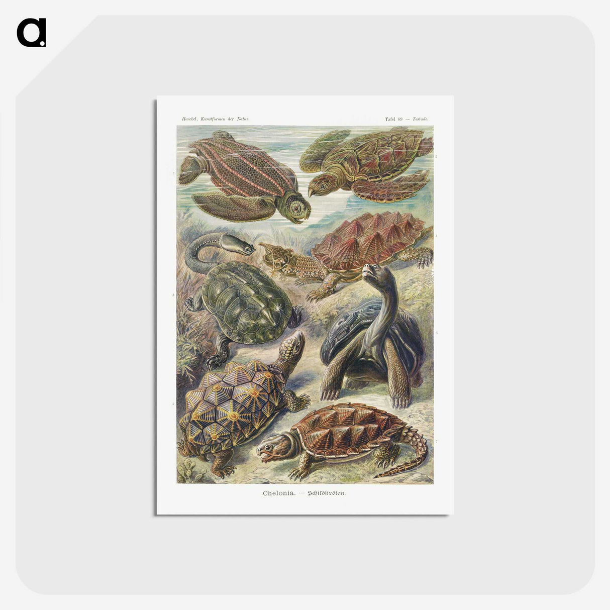 1-55_Ernst-Haeckel_postcard