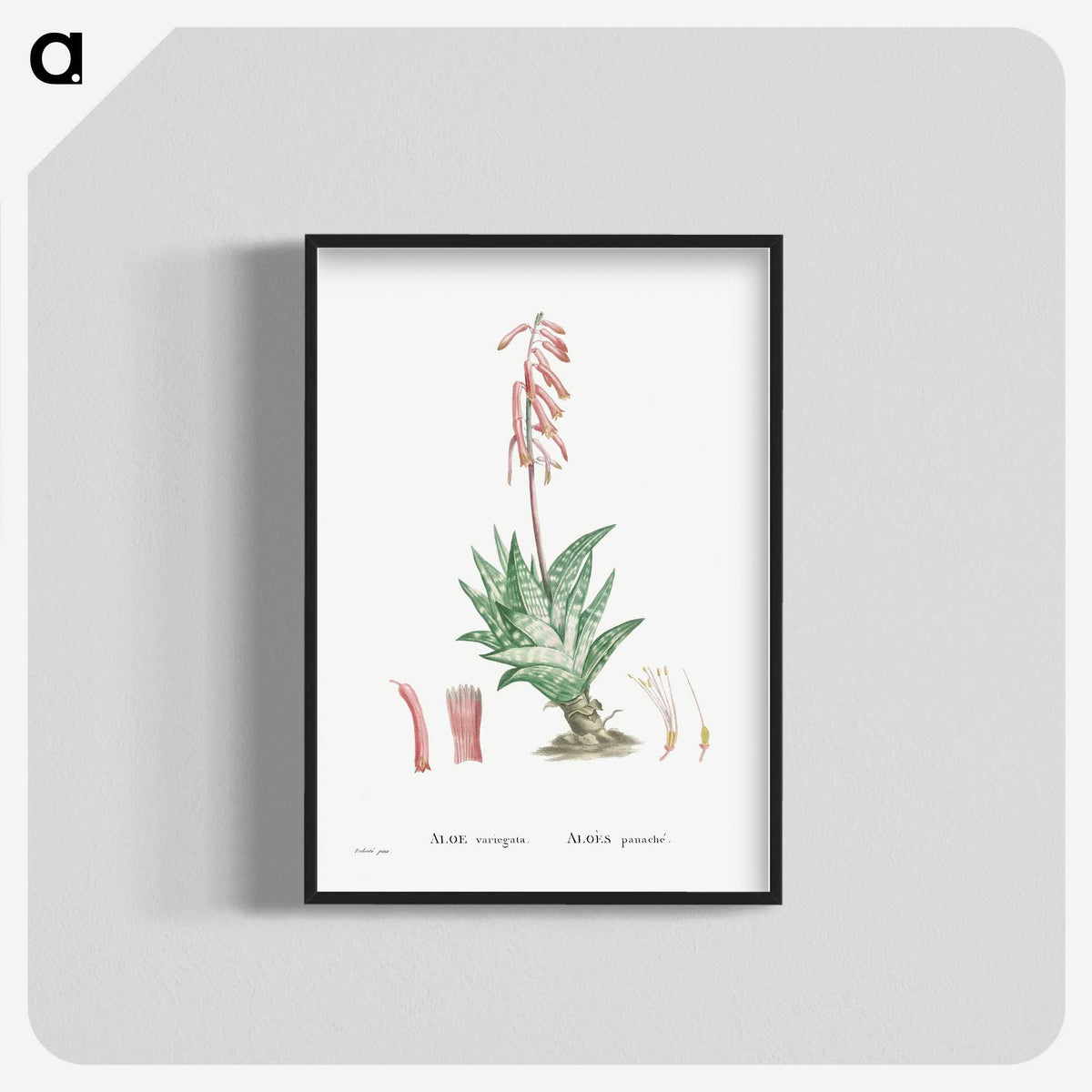 1-55_Histoire-des-Plantes-Grasses_blk-crop