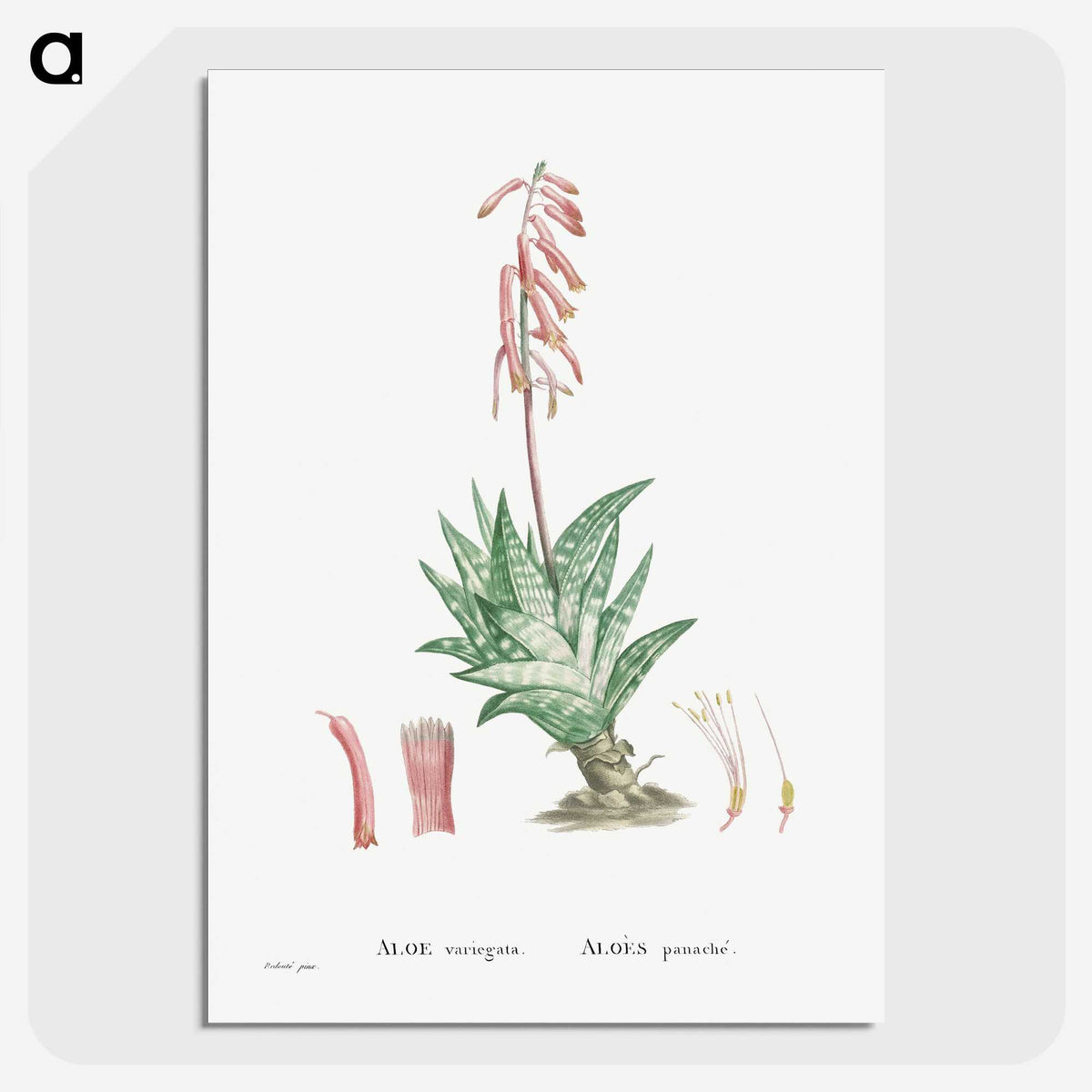 1-55_Histoire-des-Plantes-Grasses_picture-crop