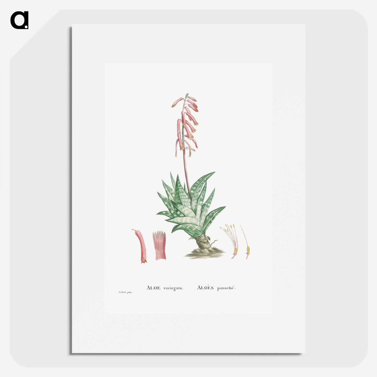 1-55_Histoire-des-Plantes-Grasses_picture