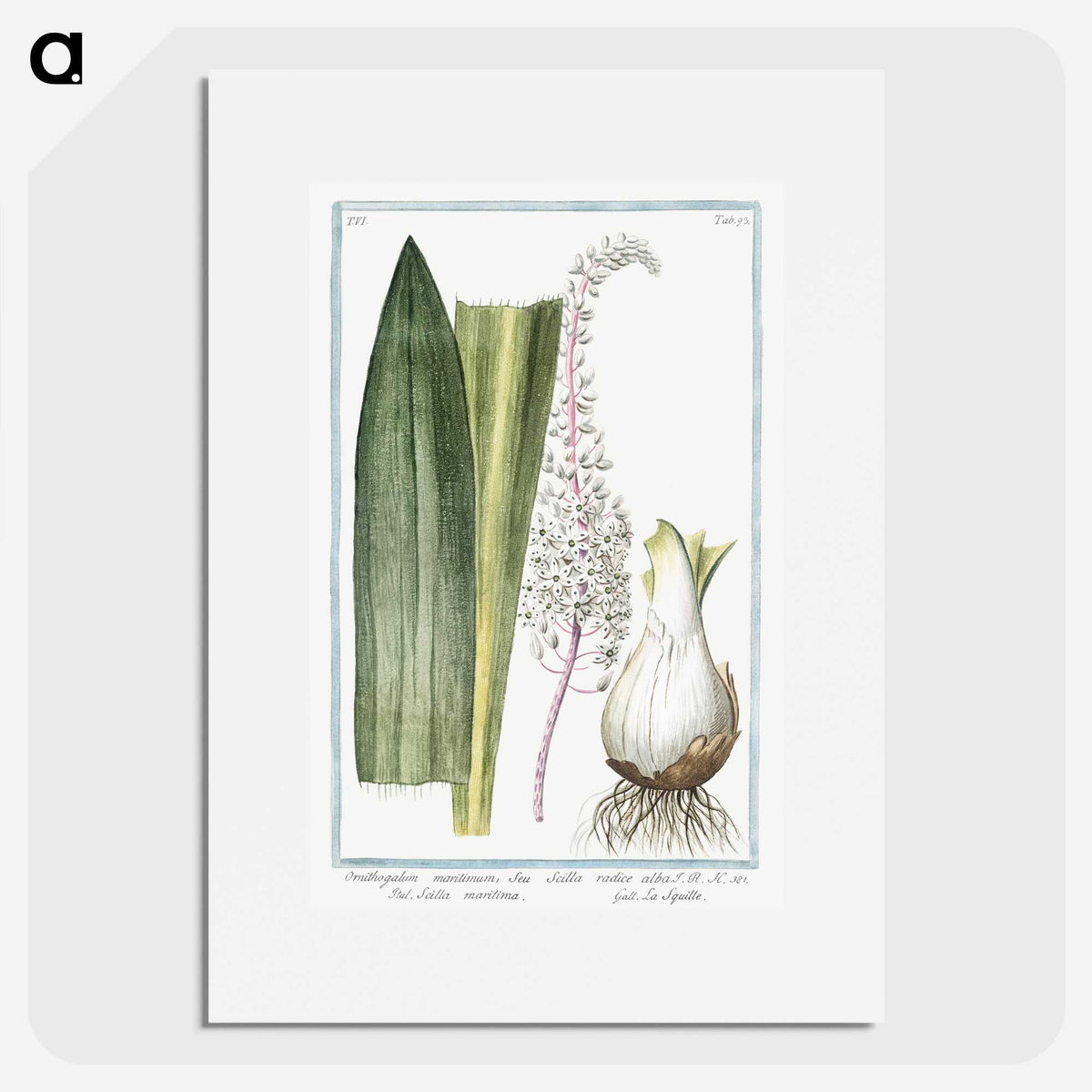 1-55_Hortus-Romanus-Botanical-Plates_picture