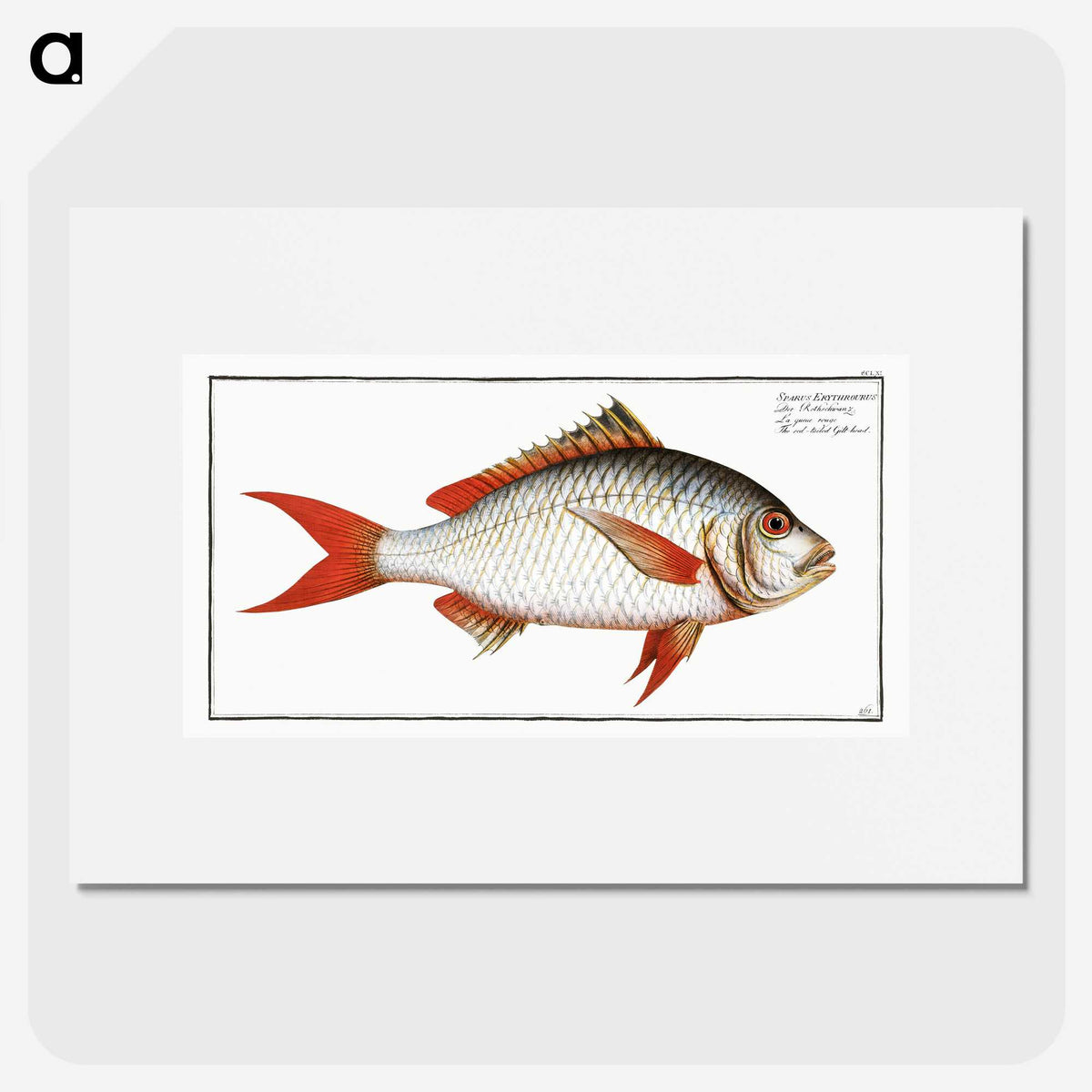 1-55_Ichtyologie-ou-Histoire-naturelle_picture