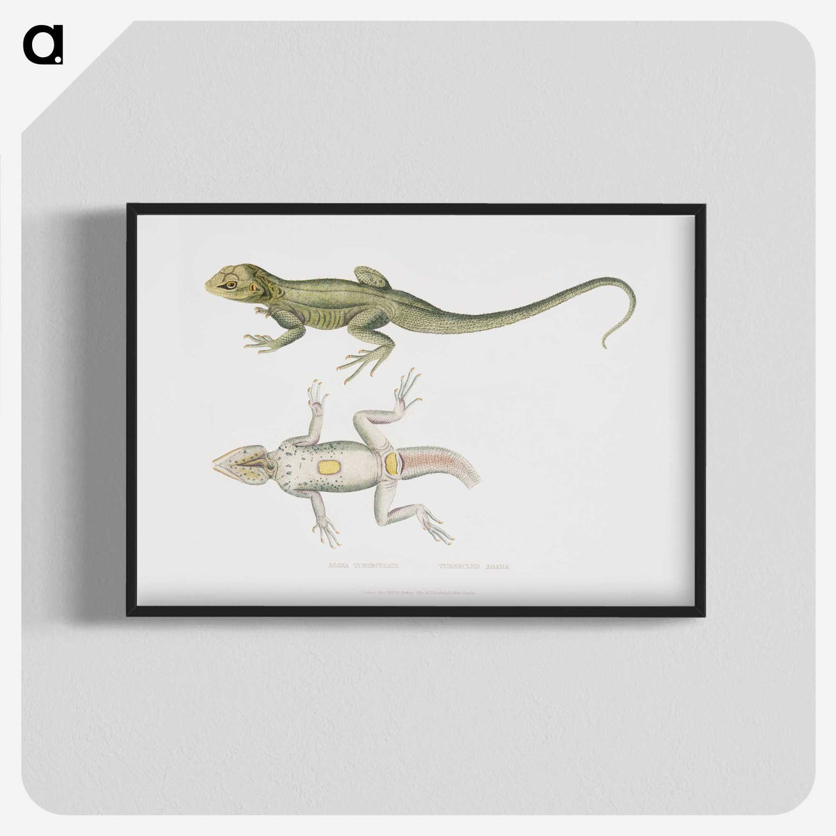 1-55_Indian-Zoology_blk-crop